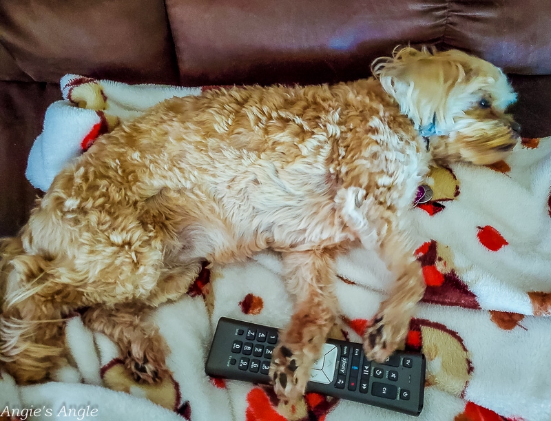 2020 Catch the Moment 366 Week 32 - Day 218 - Roxy in Control of Tv