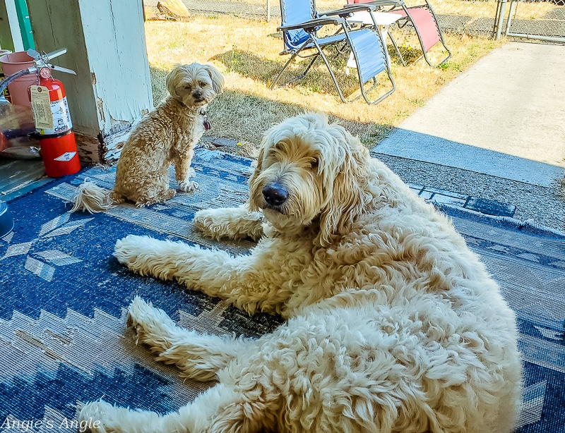 2020 Catch the Moment 366 Week 32 - Day 223 - My Sweet Babies