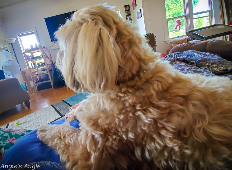 2020 Catch the Moment 366 Week 33 - Day 225 - Roxy Way Up On Me