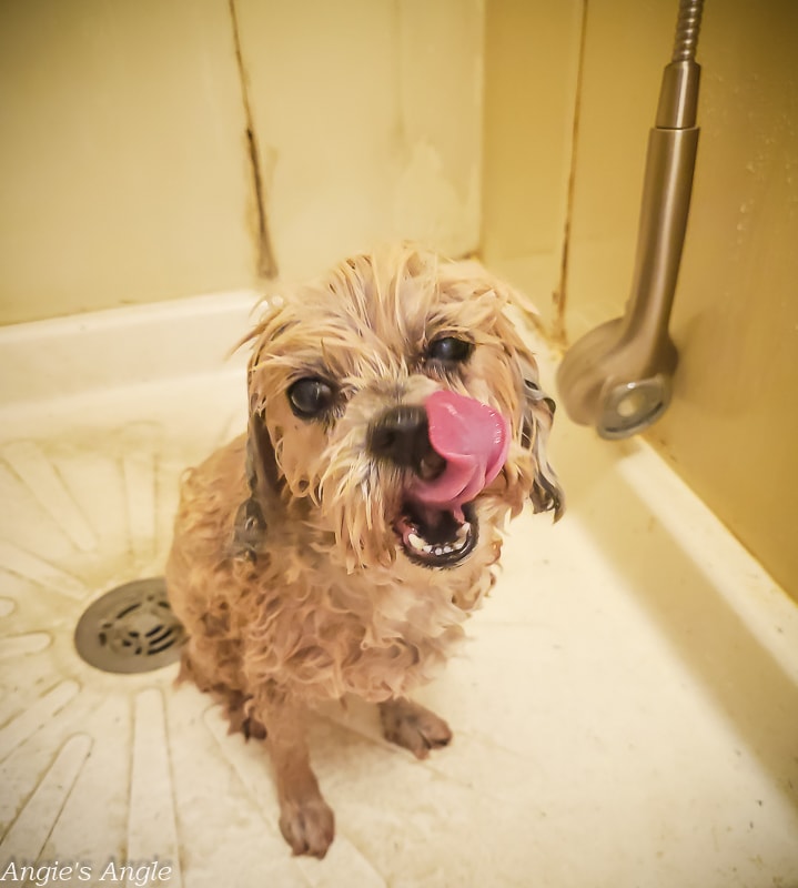 2020 Catch the Moment 366 Week 33 - Day 228 - Bath Time for Roxy