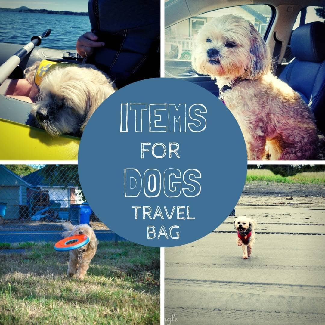 See What the Best Items are for a Dogs Travel Bag