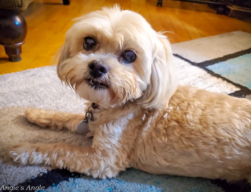 2020 Catch the Moment 366 Week 37 - Day 253 - Posed Roxy