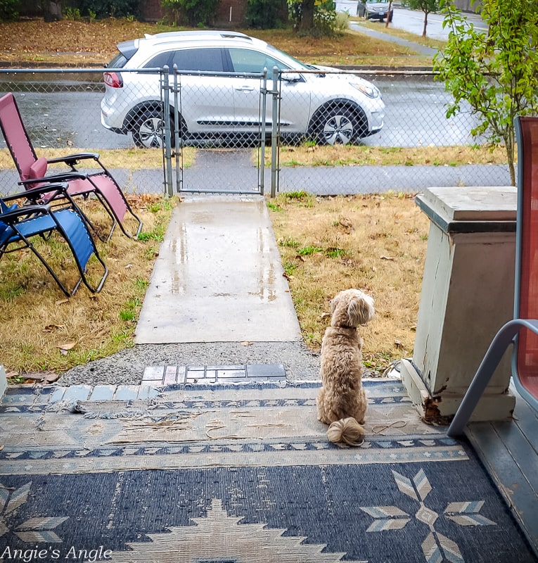 2020 Catch the Moment 366 Week 39 - Day 267 - Watching the Rain