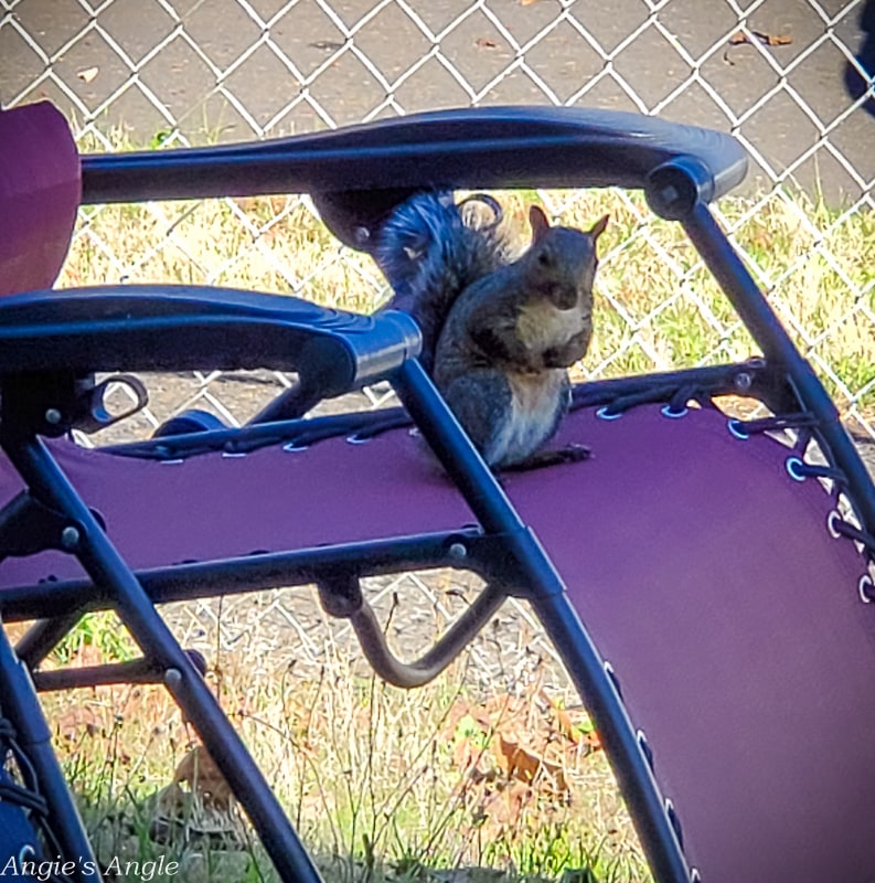 2020 Catch the Moment 366 Week 39 - Day 273 - This Squirrel