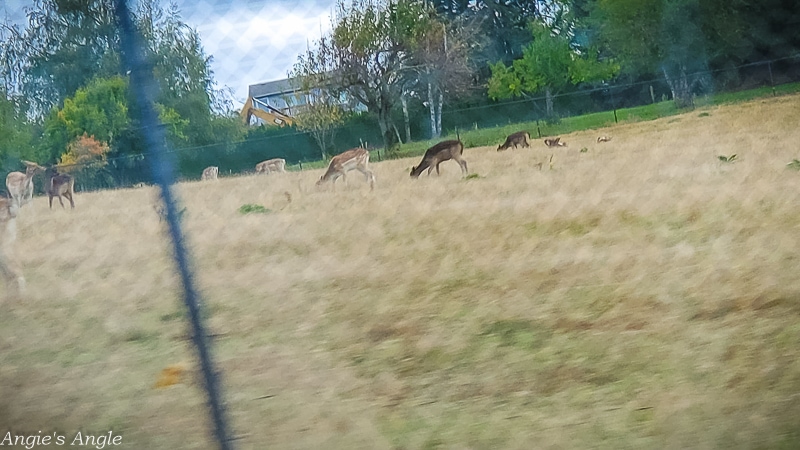 2020 Catch the Moment 366 Week 41 - Day 283 - Deer and Goats