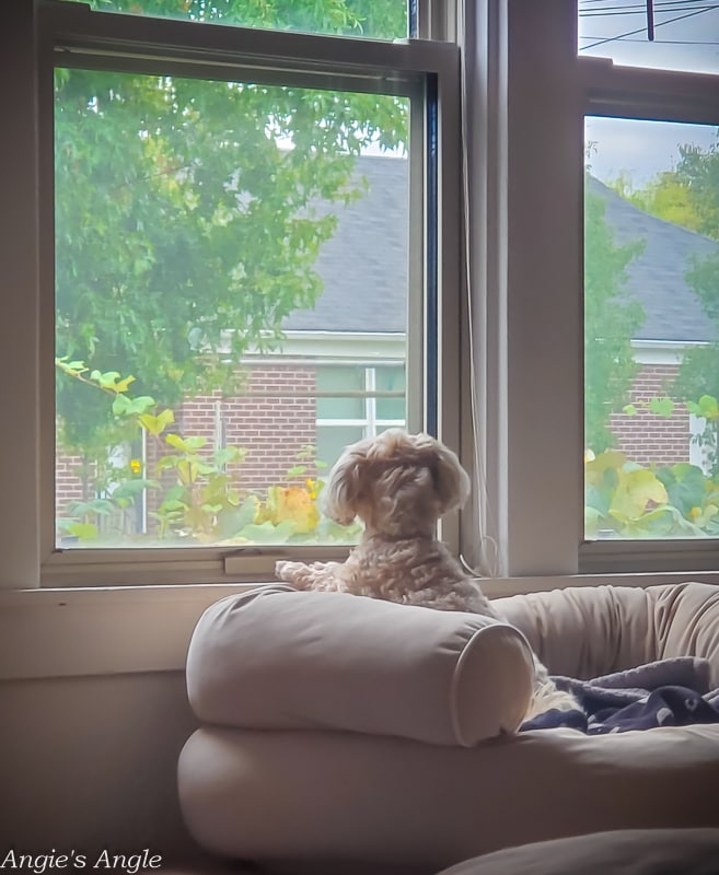 2020 Catch the Moment 366 Week 42 - Day 290 - Roxy Using Her Window Seat