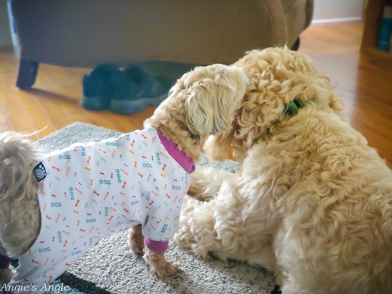 2020 Catch the Moment 366 Week 42 - Day 292 - Roxy and Turkey Saying Goodbye