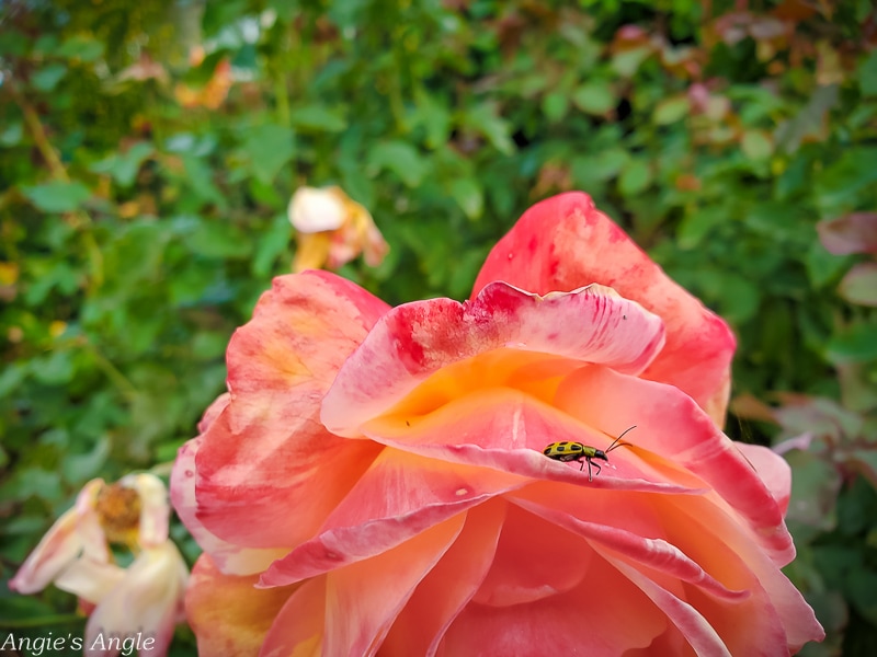2020 Catch the Moment 366 Week 42 - Day 294 - Bug in Rose