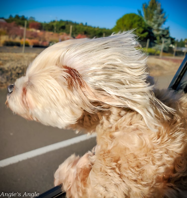 2020 Catch the Moment 366 Week 44 - Day 306 - Sweet Freedom