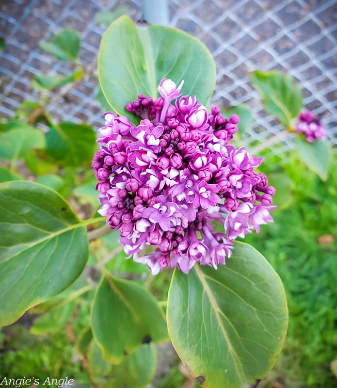 2020 Catch the Moment 366 Week 44 - Day 307 - Lilac Blooming Why