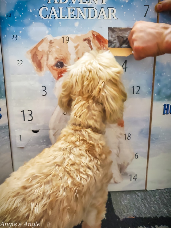 2020 Catch the Moment 366 Week 49 - Day 337 - Day Two of the Doggy Advent Calendar