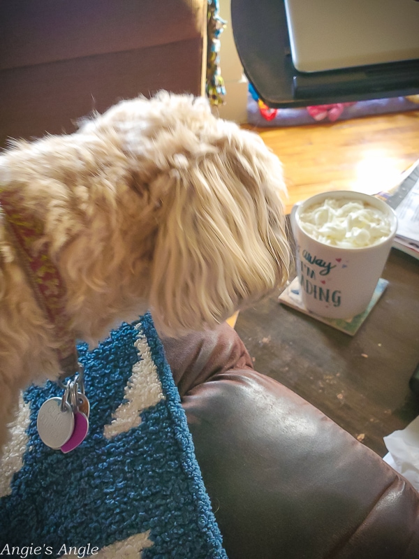 2020 Catch the Moment 366 Week 49 - Day 338 - Roxy Wants My Whipped Cream
