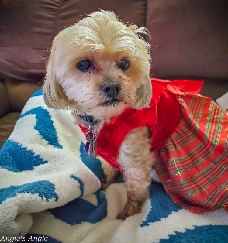 2020 Catch the Moment 366 Week 50 - Day 348 - Roxy Dressed Up