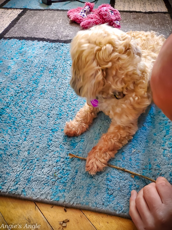 2020 Catch the Moment 366 Week 51 - Day 357 - Chewing a Stick Daddy Brought In