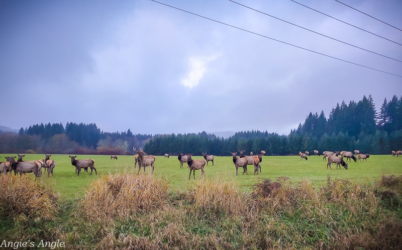 Elk Herd-1