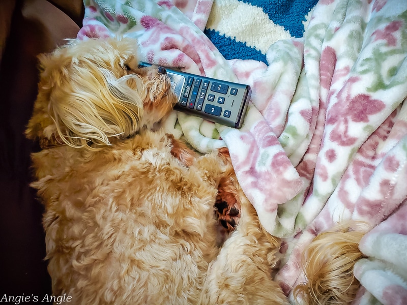 2021 Catch the Moment 365 - Week 3 - Day 16 - Roxy Takes the Remote
