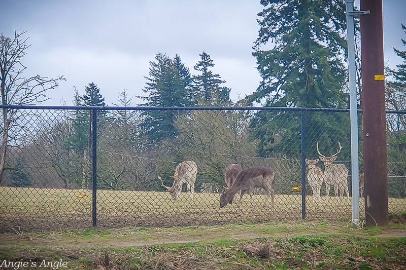 2021 Catch the Moment 365 - Week 6 - Day 37 - Cute Deer