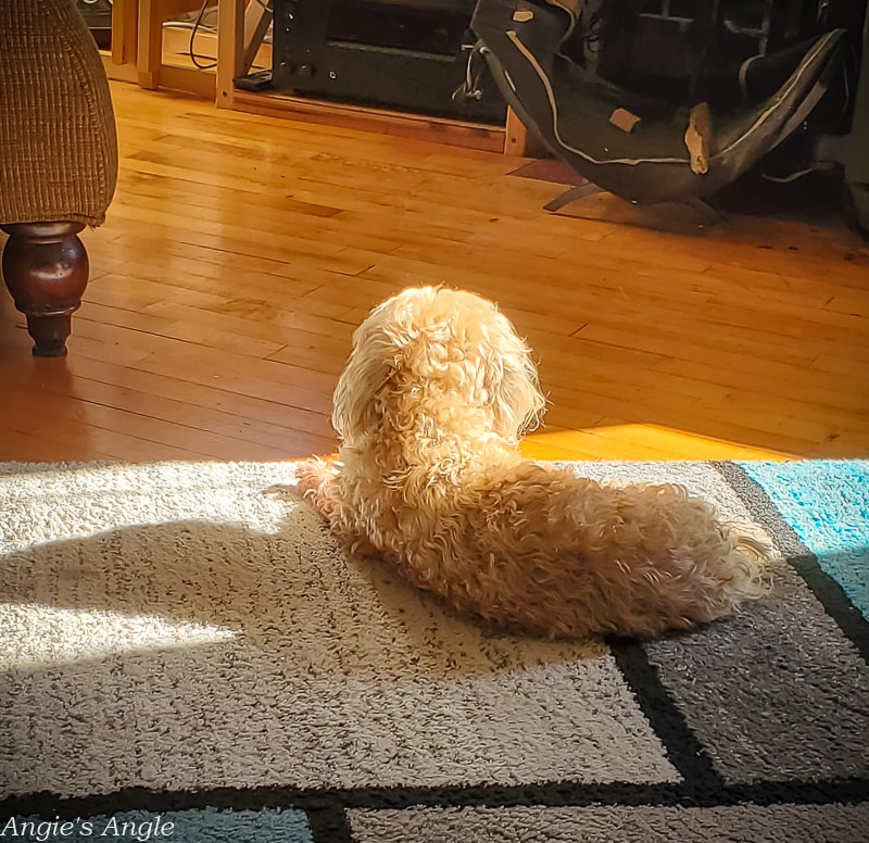 2021 Catch the Moment 365 - Week 10 - Day 70 - Sunbathing Little Gal