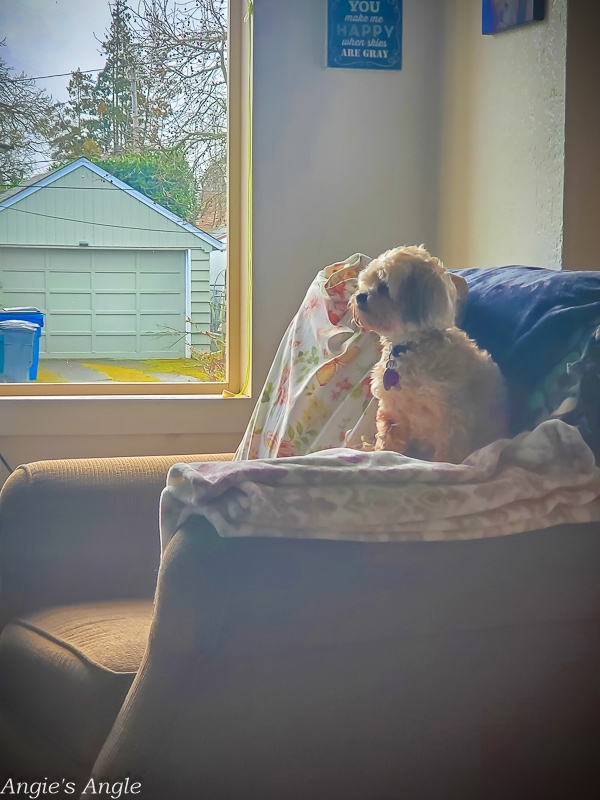 2021 Catch the Moment 365 - Week 8 - Day 54 - I sits high says Roxy