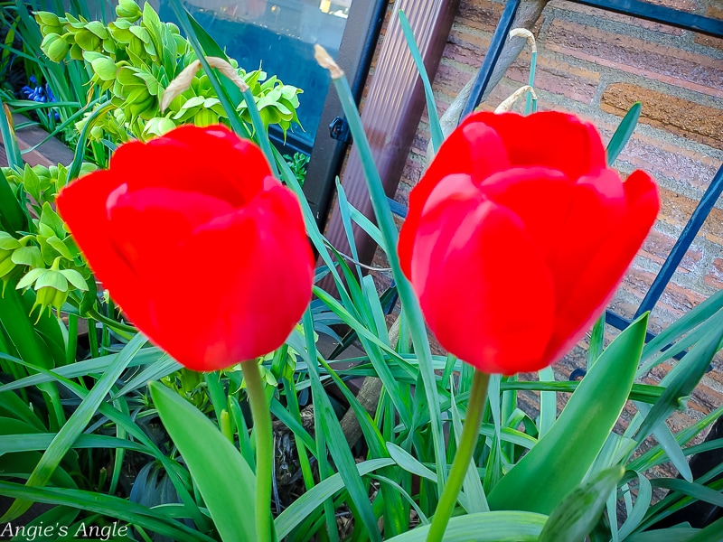 2021 Catch the Moment 365 - Week 14 - Day 95 - Two Tulips