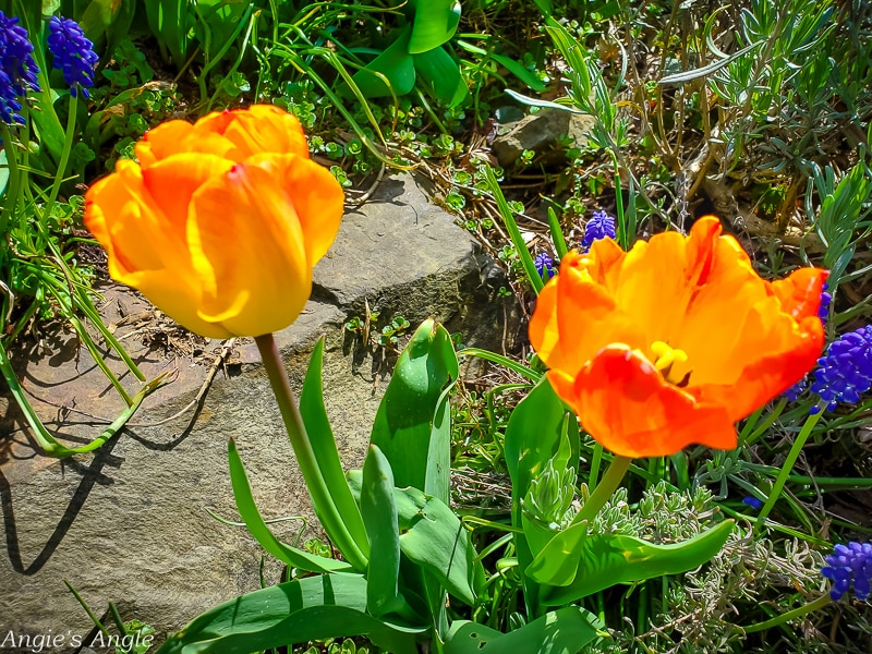 2021 Catch the Moment 365 - Week 14 - Day 96 - Two More Tulips