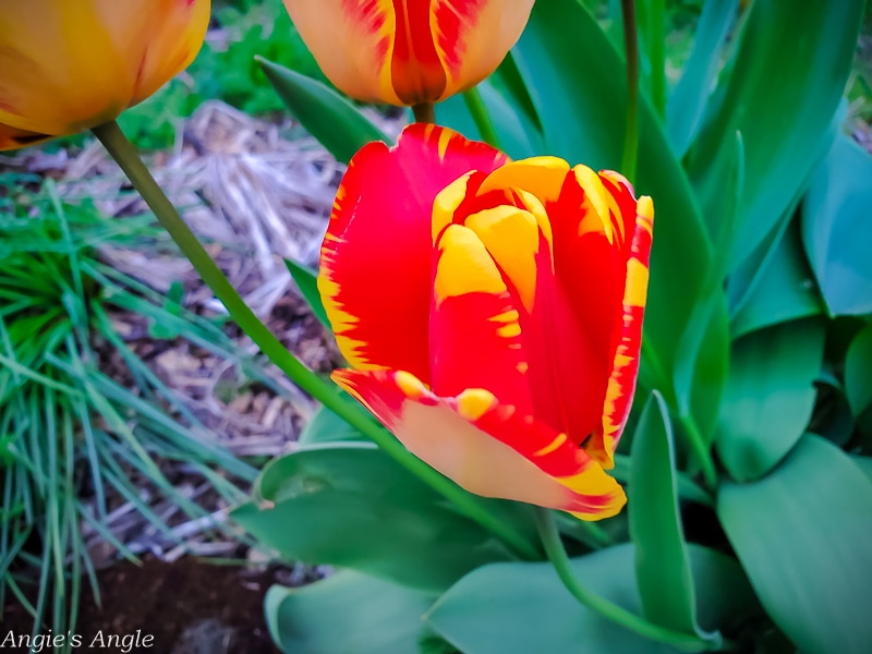 2021 Catch the Moment 365 - Week 16 - Day 106 - Favorite Tulip Combo