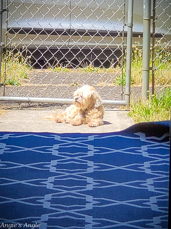 2021 Catch the Moment 365 - Week 25 - Day 173 - Sunbathing Girl Before Heat