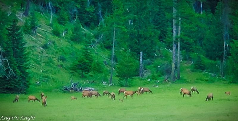 2021 Catch the Moment 365 - Week 26 - Day 177 - Elk Herd