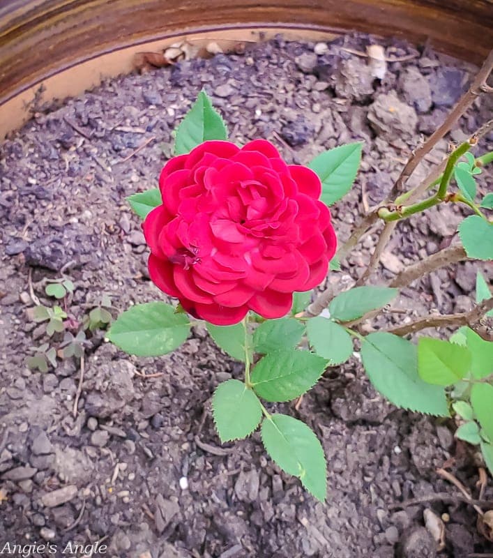 2021 Catch the Moment 365 - Week 31 - Day 211 - Mini Rose Blooming