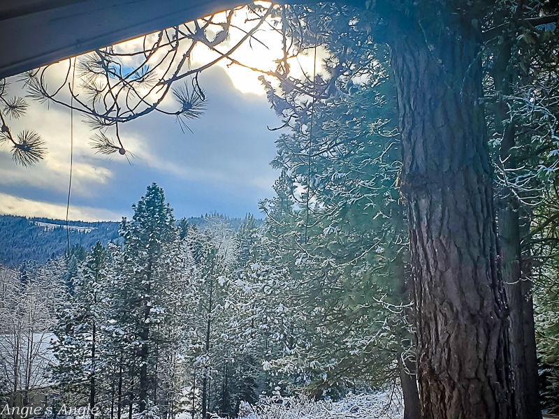 2021 Catch the Moment 365 - Week 50 - Day 344 - Morning Sun on Snowy Trees