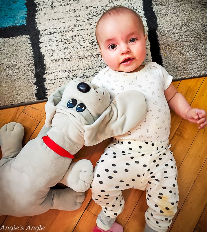 2022 Catch the Moment 365 - Week 4 - Day 22 - Lily Gets a Pound Puppy