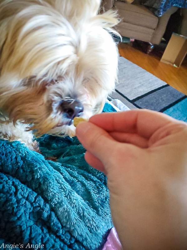 2022 Catch the Moment 365 - Week 4 - Day 23 - Roxy Gets a Treat