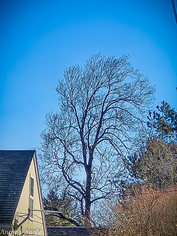 2022 Catch the Moment 365 - Week 8 - Day 54 - This Tree