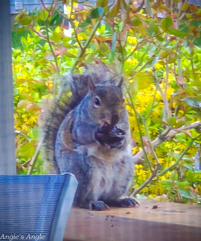 2022 Catch the Moment 365 - Week 14 - Day 94 - Cute Squirrel