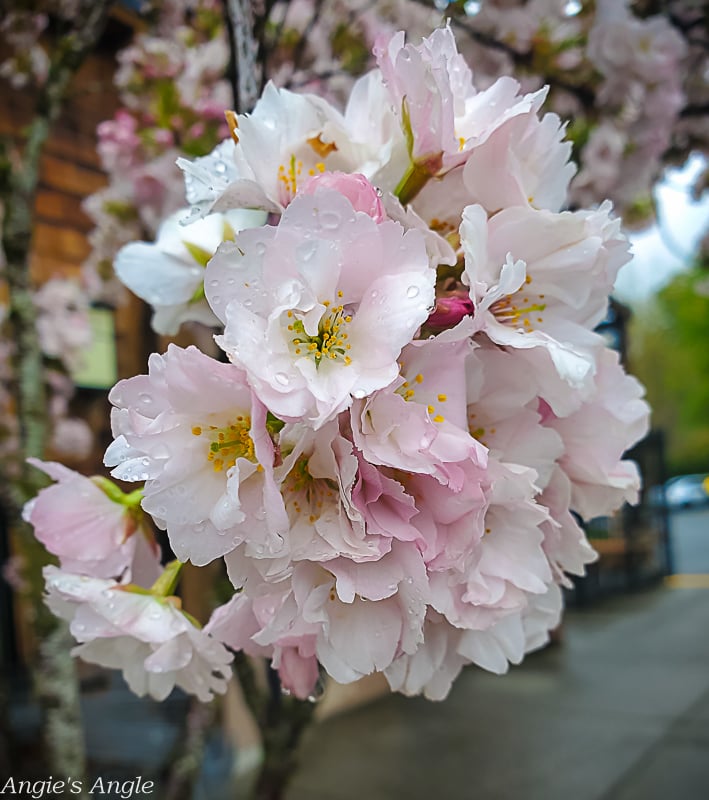 2022 Catch the Moment 365 - Week 15 - Day 100 - Cherry Blossoms