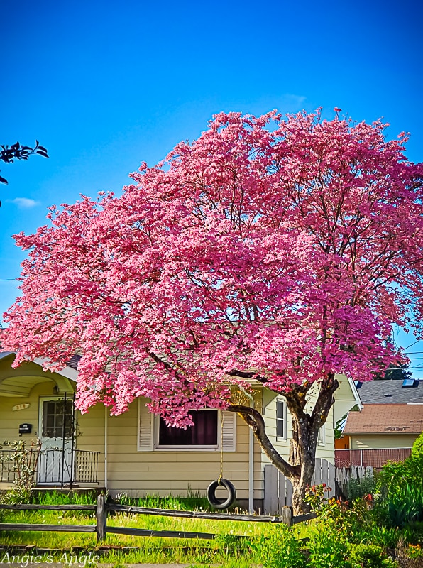 2022 Catch the Moment 365 - Week 18 - Day 123 - Pretty Tree