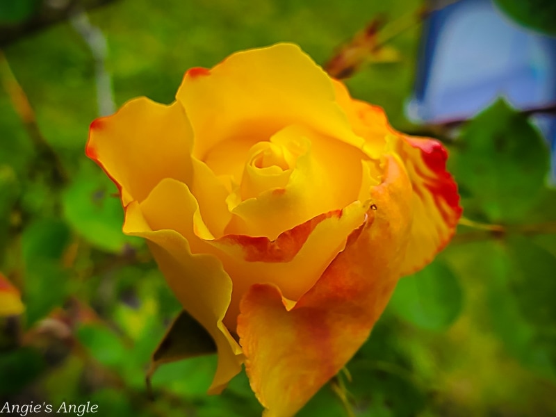 2022 Catch the Moment 365 - Week 21 - Day 142 - Pretty Yellow Rose