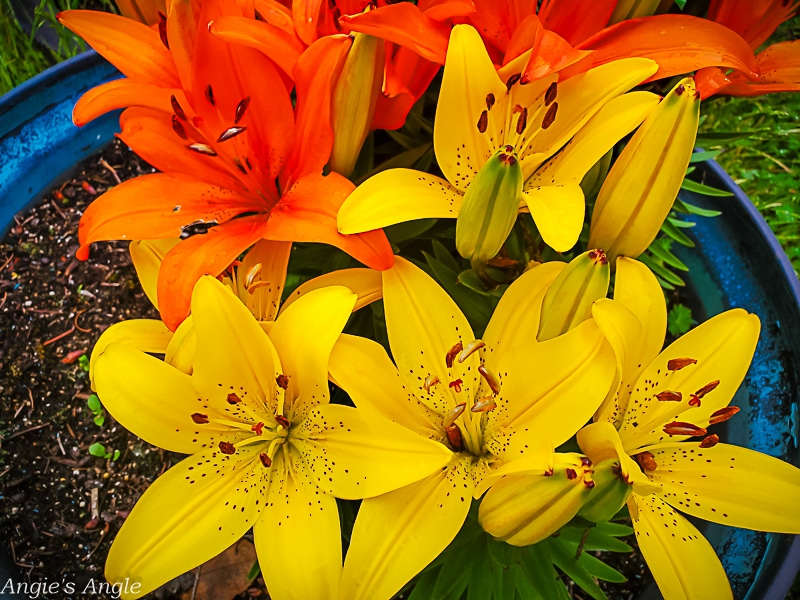 2022 Catch the Moment 365 - Week 24 - Day 164 - Lilies