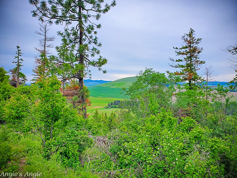 2022 Catch the Moment 365 - Week 24 - Day 168 - Forest and Fields