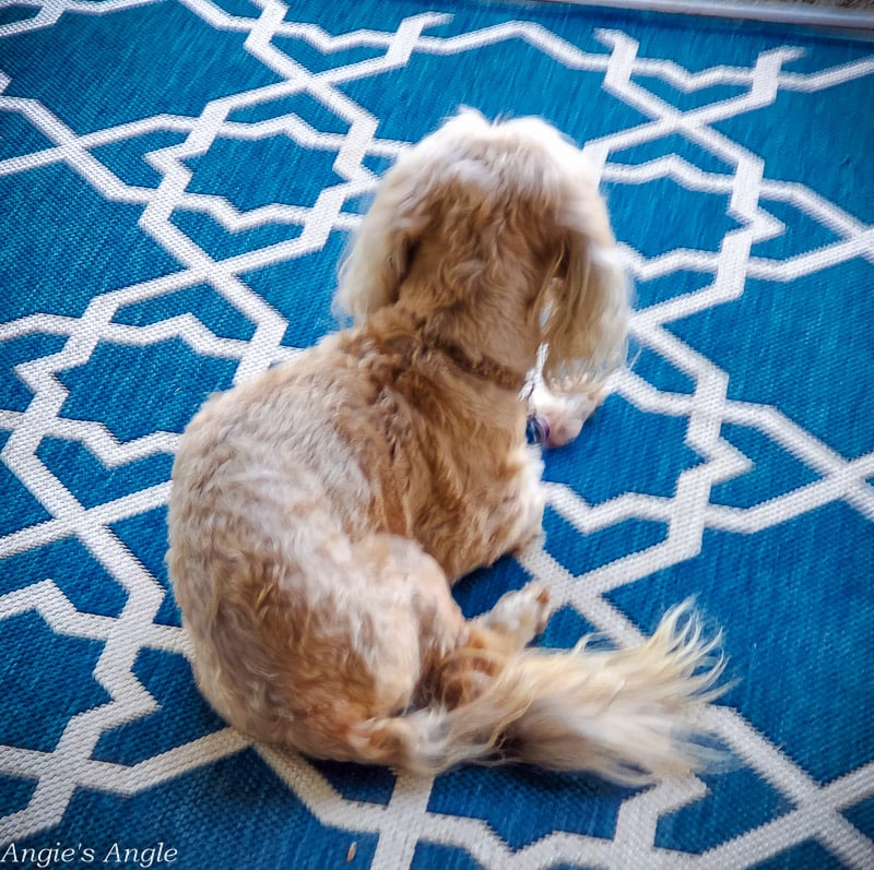 2022 Catch the Moment 365 - Week 40 - Day 275 - Roxy Relaxing on Porch