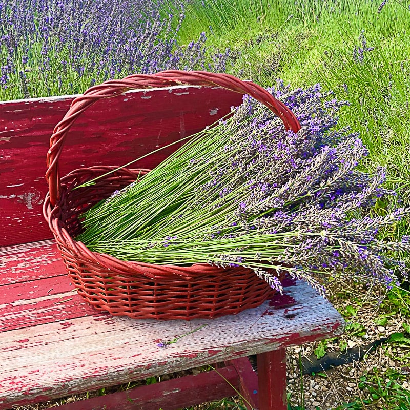 Feelin Groovy Tours - Lavender basket (1) (2)