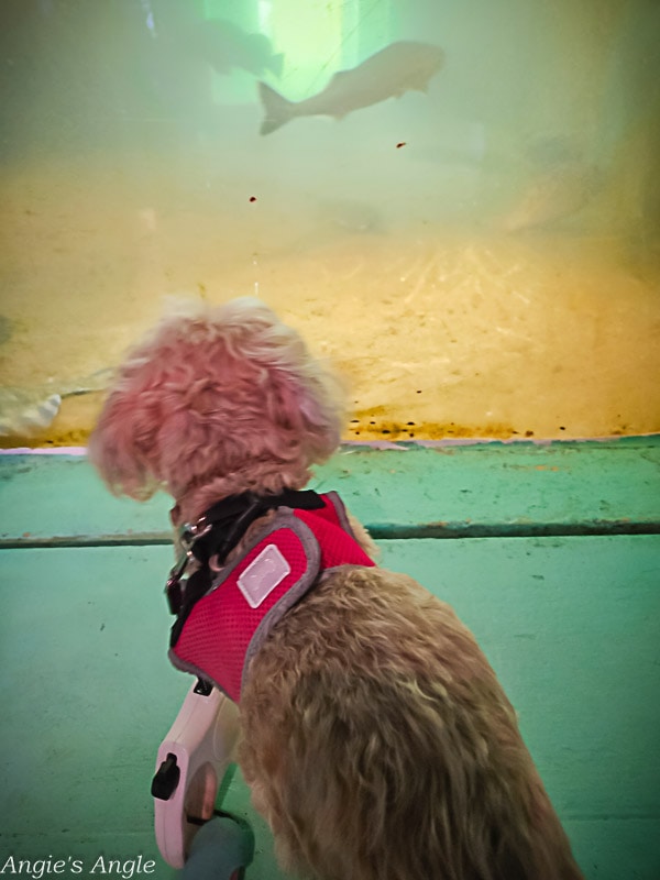 Roxy at Westport Aquarium