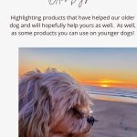 Best Pet Products for Older Dogs - Pinterest