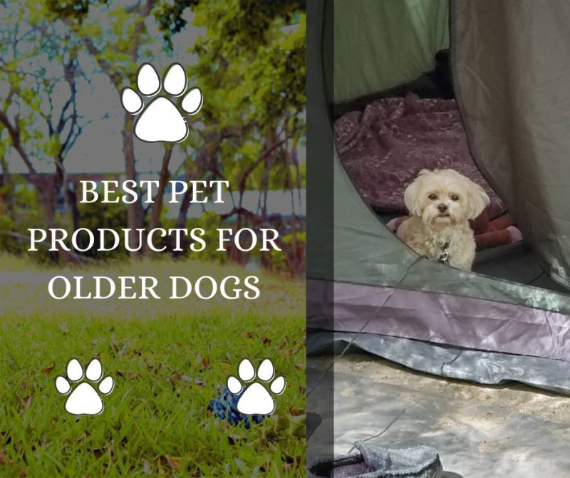 Best Pet Products for Older Dogs - Social