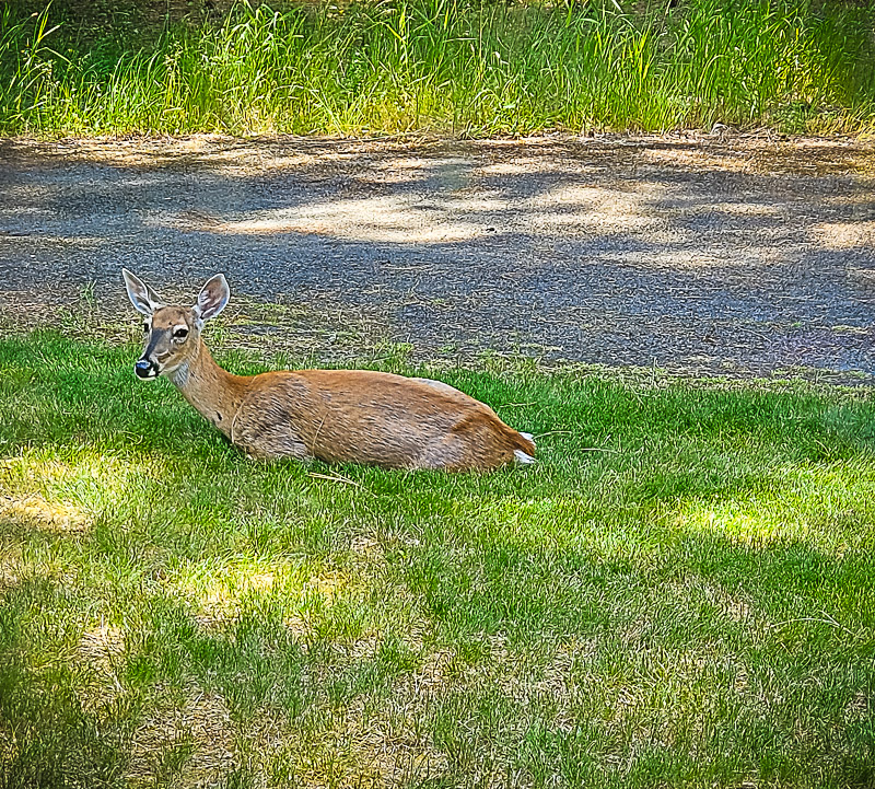 Deer at Idaho Deer Haven (1)